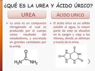 UREA ÁCIDO URICO 
» La urea es un compuesto 
nitrogenado el cual es 
producido por el cuerpo 
como resultado del 
metabolismo, y excretada 
en grandes cantidades por 
la orina. 
» El ácido úrico es un sólido 
soluble al agua, la mayor 
parte de este se disuelve 
en la sangre y viaja a los 
riñones, donde se eliminan 
a través de la orina. 
 