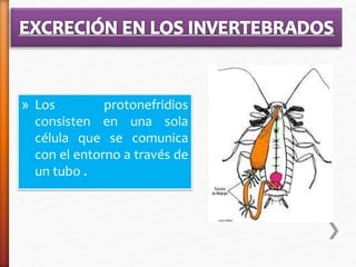 » Los protonefridios 
consisten en una sola 
célula que se comunica 
con el entorno a través de 
un tubo . 
 