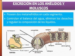 » Poseen dos metanefridios en cada segmento. 
» Controlan el balance del agua, eliminan los desechos 
y regulan la composición de los líquidos. 
 