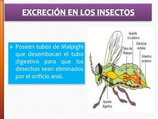 » Poseen tubos de Malpighi 
que desembocan el tubo 
digestivo para que los 
desechos sean eliminados 
por el orificio anal. 
 