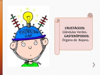 CRUSTÁCEOS: 
Glándulas Verdes. 
GASTERÓPODOS: 
Órgano de Bojano. 
 