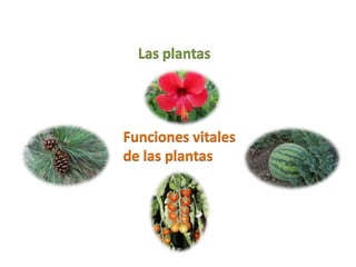 Funciones vitales plantas