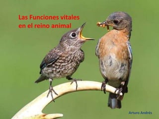 Las Funciones vitales
en el reino animal
Arturo Andrés
 