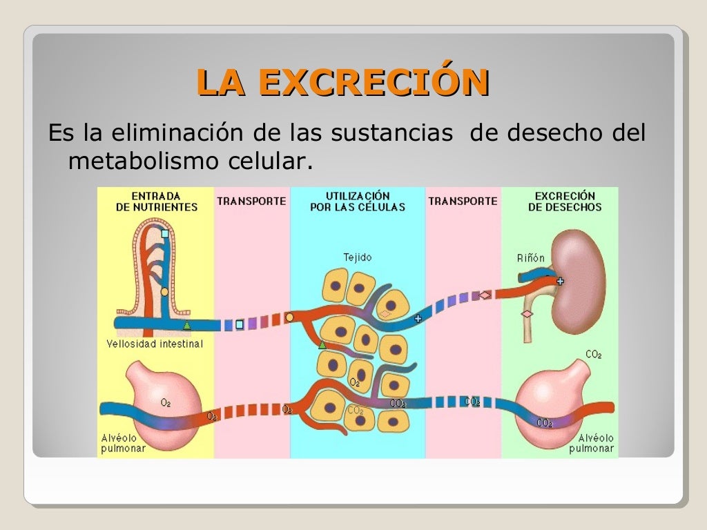 LA EXCRECIÓN