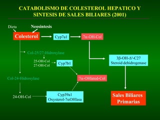 CATABOLISMO DE COLESTEROL HEPATICO Y
SINTESIS DE SALES BILIARES (2001)
Colesterol
Dieta Neosintesis
7-OH-Col
Cyp7a1
25-OH-Col
27-OH-Col
24-OH-Col
Col-25/27-Hidroxylase
Col-24-Hidroxylase
Cyp7b1
Cyp39a1
Oxysterol-7OHlasa
7-OHlated-Col
3-OH-5-C27
Steroid dehidrogenase
Sales Biliares
Primarias
 