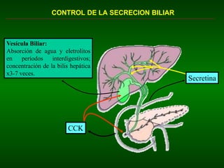 Secretina
CCK
Vesícula Biliar:
Absorción de agua y eletrolitos
en períodos interdigestivos;
concentración de la bilis hepática
x3-7 veces.
CONTROL DE LA SECRECION BILIAR
 