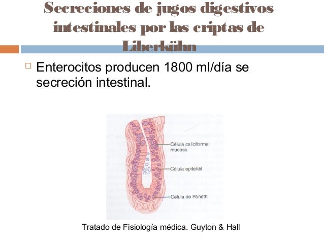 Funcion intestinal fisiologia Funcion intestinal fisiologia