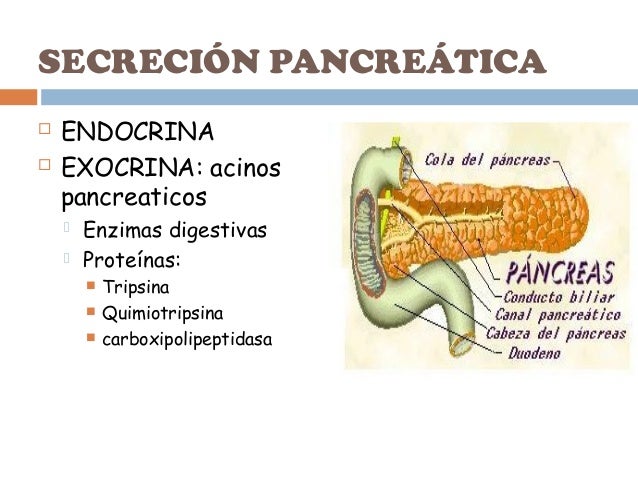 Funcion intestinal fisiologia Funcion intestinal fisiologia