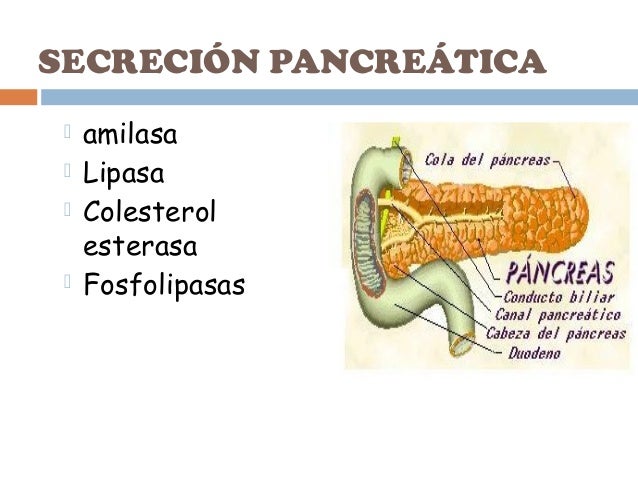 Funcion intestinal fisiologia Funcion intestinal fisiologia
