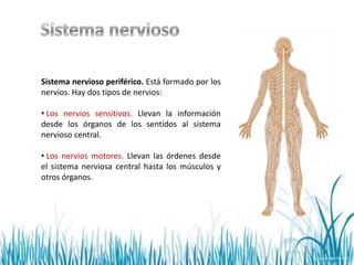 Sistema nervioso periférico. Está formado por los
nervios. Hay dos tipos de nervios:

• Los nervios sensitivos. Llevan la información
desde los órganos de los sentidos al sistema
nervioso central.

• Los nervios motores. Llevan las órdenes desde
el sistema nerviosa central hasta los músculos y
otros órganos.
 
