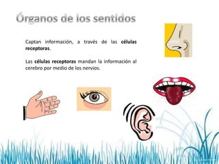 Captan información, a través de las células
receptoras.

Las células receptoras mandan la información al
cerebro por medio de los nervios.
 