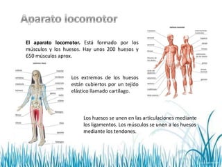 El aparato locomotor. Está formado por los
músculos y los huesos. Hay unos 200 huesos y
650 músculos aprox.


                 Los extremos de los huesos
                 están cubiertos por un tejido
                 elástico llamado cartílago.



                      Los huesos se unen en las articulaciones mediante
                      los ligamentos. Los músculos se unen a los huesos
                      mediante los tendones.
 