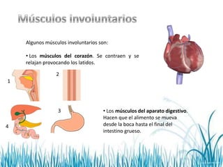Algunos músculos involuntarios son:

    • Los músculos del corazón. Se contraen y se
    relajan provocando los latidos.

                2
1




                 3                  • Los músculos del aparato digestivo.
                                    Hacen que el alimento se mueva
4                                   desde la boca hasta el final del
                                    intestino grueso.
 