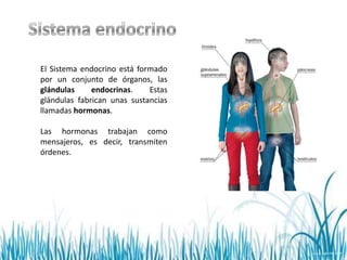 El Sistema endocrino está formado
por un conjunto de órganos, las
glándulas     endocrinas.    Estas
glándulas fabrican unas sustancias
llamadas hormonas.

Las hormonas trabajan como
mensajeros, es decir, transmiten
órdenes.
 