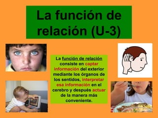 La función de
relación (U-3)
La función de relación
consiste en captar
información del exterior
mediante los órganos de
los sentidos, interpretar
esa información en el
cerebro y después actuar
de la manera más
conveniente.
 