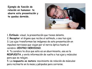 Ejemplo de función de
relación en humanos: te
aburre esta presentación y
te quedas dormido.
1. Estímulo: visual, la presentación que tienes delante.
2. Receptor: el órgano que recibe el estímulo, o sea tus ojos.
3. Los ojos transforman las imágenes de esta presentación en
impulsos nerviosos que viajan por el nervio óptico hasta el
cerebro: CENTRO NERVIOSO.
4. Tu cerebro te dice que esto es un aburrimiento, esa es la
RESPUESTA, y envía información de vuelta a tus ojos y músculos
para que se relajen.
5. La respuesta es motora: movimiento de relación de músculos
para reclinarte en la mesa y párpados para cerrarse.
 