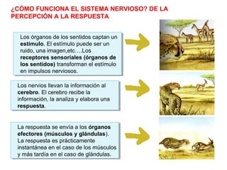 ¿CÓMO FUNCIONA EL SISTEMA NERVIOSO? DE LA
PERCEPCIÓN A LA RESPUESTA
Los órganos de los sentidos captan un
estímulo. El estímulo puede ser un
ruido, una imagen,etc….Los
receptores sensoriales (órganos de
los sentidos) transforman el estímulo
en impulsos nerviosos.
Los órganos de los sentidos captan un
estímulo. El estímulo puede ser un
ruido, una imagen,etc….Los
receptores sensoriales (órganos de
los sentidos) transforman el estímulo
en impulsos nerviosos.
Los nervios llevan la información al
cerebro. El cerebro recibe la
información, la analiza y elabora una
respuesta.
Los nervios llevan la información al
cerebro. El cerebro recibe la
información, la analiza y elabora una
respuesta.
La respuesta se envía a los órganos
efectores (músculos y glándulas).
La respuesta es prácticamente
instantánea en el caso de los músculos
y más tardía en el caso de glándulas.
La respuesta se envía a los órganos
efectores (músculos y glándulas).
La respuesta es prácticamente
instantánea en el caso de los músculos
y más tardía en el caso de glándulas.
 