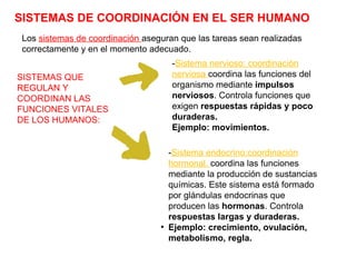 SISTEMAS DE COORDINACIÓN EN EL SER HUMANO
Los sistemas de coordinación aseguran que las tareas sean realizadas
correctamente y en el momento adecuado.
SISTEMAS QUE
REGULAN Y
COORDINAN LAS
FUNCIONES VITALES
DE LOS HUMANOS:
-Sistema nervioso: coordinación
nerviosa coordina las funciones del
organismo mediante impulsos
nerviosos. Controla funciones que
exigen respuestas rápidas y poco
duraderas.
Ejemplo: movimientos.
-Sistema endocrino:coordinación
hormonal. coordina las funciones
mediante la producción de sustancias
químicas. Este sistema está formado
por glándulas endocrinas que
producen las hormonas. Controla
respuestas largas y duraderas.
●
Ejemplo: crecimiento, ovulación,
metabolismo, regla.
 