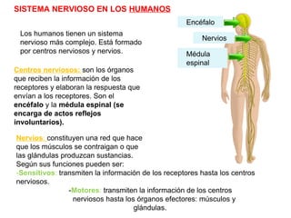 SISTEMA NERVIOSO EN LOS HUMANOS
Los humanos tienen un sistema
nervioso más complejo. Está formado
por centros nerviosos y nervios.
Centros nerviosos: son los órganos
que reciben la información de los
receptores y elaboran la respuesta que
envían a los receptores. Son el
encéfalo y la médula espinal (se
encarga de actos reflejos
involuntarios).
Nervios: constituyen una red que hace
que los músculos se contraigan o que
las glándulas produzcan sustancias.
Según sus funciones pueden ser:
-Sensitivos: transmiten la información de los receptores hasta los centros
nerviosos.
-Motores: transmiten la información de los centros
nerviosos hasta los órganos efectores: músculos y
glándulas.
Encéfalo
Médula
espinal
Nervios
 