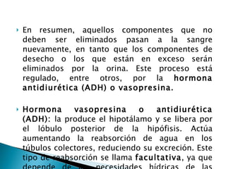 En resumen, aquellos componentes que no deben ser eliminados pasan a la sangre nuevamente, en tanto que los componentes de desecho o los que están en exceso serán eliminados por la orina. Este proceso está regulado, entre otros, por la  hormona antidiurética (ADH) o vasopresina. Hormona vasopresina o antidiurética (ADH):  la produce el hipotálamo y se libera por el lóbulo posterior de la hipófisis. Actúa aumentando la reabsorción de agua en los túbulos colectores, reduciendo su excreción. Este tipo de reabsorción se llama  facultativa , ya que depende de las necesidades hídricas de las células. 