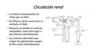 FUNCION RENAL.pptx...................... | PPTX