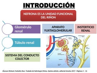 FUNCION RENAL.pptx POWER POINT POWER POINT | PPTX