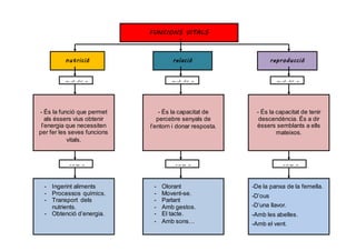 FUNCIONS VITALS
relaciónutrició reproducció
- És la capacitat de tenir
descendència. És a dir
éssers semblants a ells
mateixos.
QUÈ ÉS ? QUÈ ÉS ? QUÈ ÉS ?
COM ? COM ? COM ?
- És la capacitat de
percebre senyals de
l’entorn i donar resposta.
- És la funció que permet
als éssers vius obtenir
l’energia que necessiten
per fer les seves funcions
vitals.
- Ingerint aliments
- Processos químics.
- Transport dels
nutrients.
- Obtenció d’energia.
- Olorant
- Movent-se.
- Parlant
- Amb gestos.
- El tacte.
- Amb sons…
-De la panxa de la femella.
-D’ous
-D’una llavor.
-Amb les abelles.
-Amb el vent.
 