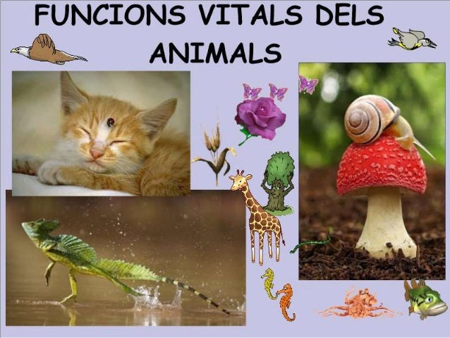 Funcions vitals dels animals