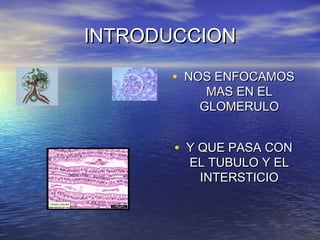 INTRODUCCIONINTRODUCCION
• NOS ENFOCAMOSNOS ENFOCAMOS
MAS EN ELMAS EN EL
GLOMERULOGLOMERULO
• Y QUE PASA CONY QUE PASA CON...