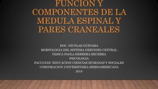 FUNCION Y
COMPONENTES DE LA
MEDULA ESPINAL Y
PARES CRANEALES
DOC. NICOLAS GUEVARA
MORFOLOGIA DEL SISTEMA NERVIOSO CENTRAL
YESICA PAOLA HERRERA BECERRA
PSICOLOGIA
FACULTAD: EDUCACION CIENCIAS HUMANAS Y SOCIALES
CORPORACION UNIVERSITARIA IBEROAMERICANA
2019
 
