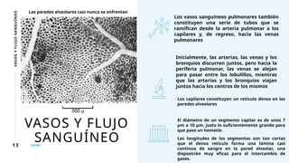 VASOS Y FLUJO
SANGUÍNEO
VASOS
Y
FLUJO
SANGUÍNEO
13
Los vasos sanguíneos pulmonares también
constituyen una serie de tubos que se
ramifican desde la arteria pulmonar a los
capilares y, de regreso, hacia las venas
pulmonares
Inicialmente, las arterias, las venas y los
bronquios discurren juntos, pero hacia la
periferia pulmonar, las venas se alejan
para pasar entre los lobulillos, mientras
que las arterias y los bronquios viajan
juntos hacia los centros de los mismos
Los capilares constituyen un retículo denso en las
paredes alveolares
El diámetro de un segmento capilar es de unos 7
μm a 10 μm, justo lo suficientemente grande para
que pase un hematíe.
Las longitudes de los segmentos son tan cortas
que el denso retículo forma una lámina casi
continua de sangre en la pared alveolar, una
disposición muy eficaz para el intercambio de
gases.
Las paredes alveolares casi nunca se enfrentan
 