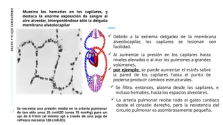 VASOS
Y
FLUJO
SANGUÍNEO
14
Muestra los hematíes en los capilares, y
destaca la enorme exposición de sangre al
aire alveolar, interponiéndose sólo la delgada
membrana alveolocapilar
 Debido a la extrema delgadez de la membrana
alveolocapilar, los capilares se lesionan con
facilidad.
 Al aumentar la presión en los capilares hasta
niveles elevados o al inar los pulmones a grandes
volúmenes,
 por ejemplo, se puede aumentar el estrés sobre
la pared de los capilares hasta el punto de
poderse producir cambios estructurales.
 Se filtra, entonces, plasma desde los capilares, e
incluso hematíes, hacia los espacios alveolares.
 La arteria pulmonar recibe todo el gasto cardíaco
desde el corazón derecho, pero la resistencia del
circuito pulmonar es asombrosamente pequeña.
Se necesita una presión media en la arteria pulmonar
de tan sólo unos 20 cmH2O (unos 15 mmHg) para un
ujo de 6 l/min (el mismo ujo a través de una paja de
refresco necesita 120 cmH2O).
 