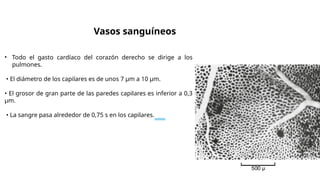 • Todo el gasto cardíaco del corazón derecho se dirige a los
pulmones.
• El diámetro de los capilares es de unos 7 µm a 10 µm.
• El grosor de gran parte de las paredes capilares es inferior a 0,3
µm.
• La sangre pasa alrededor de 0,75 s en los capilares.
Vasos sanguíneos
 
