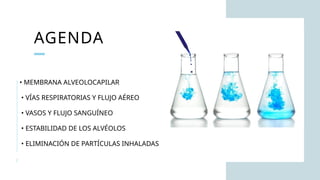 AGENDA
2
• MEMBRANA ALVEOLOCAPILAR
• VÍAS RESPIRATORIAS Y FLUJO AÉREO
• VASOS Y FLUJO SANGUÍNEO
• ESTABILIDAD DE LOS ALVÉOLOS
• ELIMINACIÓN DE PARTÍCULAS INHALADAS
 