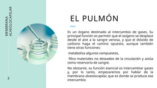EL PULMÓN
MEMBRANA
ALVEOLOCAPILAR
3
Es un órgano destinado al intercambio de gases. Su
principal función es permitir que el oxígeno se desplace
desde el aire a la sangre venosa, y que el dióxido de
carbono haga el camino opuesto, aunque también
tiene otras funciones:
metaboliza algunos compuestos,
filtra materiales no deseados de la circulación y actúa
como reservorio de sangre.
No obstante, su función esencial es intercambiar gases
y, por lo tanto, empezaremos por hablar de la
membrana alveolocapilar, que es donde se produce ese
intercambio
 