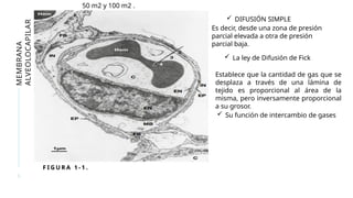 F I G U R A 1 - 1 .
5
MEMBRANA
ALVEOLOCAPILAR
 DIFUSIÓN SIMPLE
Es decir, desde una zona de presión
parcial elevada a otra de presión
parcial baja.
50 m2 y 100 m2 .
 La ley de Difusión de Fick
Establece que la cantidad de gas que se
desplaza a través de una lámina de
tejido es proporcional al área de la
misma, pero inversamente proporcional
a su grosor.
 Su función de intercambio de gases
 