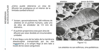 6
Figura 1-2.
poros de Kohn
¿Cómo puede obtenerse un área de
difusión tan prodigiosa en el interior de la
limitada cavidad torácica?
MEMBRANA
ALVEOLOCAPILAR
alvéolos
 Existen, aproximadamente, 500 millones de
alvéolos en el pulmón humano, cada uno
de ellos de alrededor de 1/3 mm de
diámetro.
 El pulmón proporciona esta gran área de
difusión por estar dividido en innumerables
unidades
 El aire llega a uno de los lados de la membrana
alveolocapilar transportado por las vías
respiratorias, y la sangre llega al otro lado a
través de los vasos sanguíneos
Los alvéolos no son esféricos, sino poliédricos
 