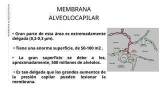 7
MEMBRANA
ALVEOLOCAPILAR
MEMBRANA
ALVEOLOCAPILAR
• Gran parte de esta área es extremadamente
delgada (0,2-0,3 µm).
• Tiene una enorme superficie, de 50-100 m2 .
• La gran superficie se debe a los,
aproximadamente, 500 millones de alvéolos.
• Es tan delgada que los grandes aumentos de
la presión capilar pueden lesionar la
membrana.
 