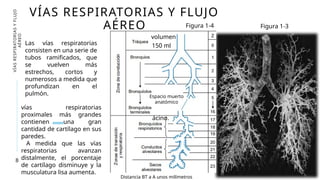 VÍAS RESPIRATORIAS Y FLUJO
AÉREO
8
VÍAS
RESPIRATORIAS
Y
FLUJO
AÉREO
Las vías respiratorias
consisten en una serie de
tubos ramificados, que
se vuelven más
estrechos, cortos y
numerosos a medida que
profundizan en el
pulmón.
ácino.
Figura 1-3
Figura 1-4
vías respiratorias
proximales más grandes
contienen una gran
cantidad de cartílago en sus
paredes.
A medida que las vías
respiratorias avanzan
distalmente, el porcentaje
de cartílago disminuye y la
musculatura lisa aumenta.
Espacio muerto
anatómico
150 ml
volumen
Distancia BT a A unos milímetros
 
