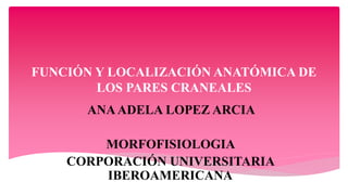 FUNCIÓN Y LOCALIZACIÓN ANATÓMICA DE
LOS PARES CRANEALES
ANAADELA LOPEZ ARCIA
MORFOFISIOLOGIA
CORPORACIÓN UNIVERSITARIA
IBEROAMERICANA
 