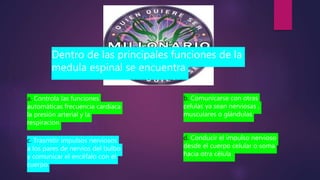 Dentro de las principales funciones de la
medula espinal se encuentra
a. Controla las funciones
automáticas frecuencia cardiaca
la presión arterial y la
respiracion
b. Comunicarse con otras
celulas ya sean nerviosas ,
musculares o glándulas
c. Trasmitir impulsos nerviosos
a los pares de nervios del bulbo
y comunicar el encéfalo con el
cuerpo
d. Conducir el impulso nervioso
desde el cuerpo celular o soma
hacia otra célula
 