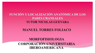 FUNCIÓN Y LOCALIZACIÓN ANATÓMICA DE LOS
PARES CRANEALES
TUTOR NICOLAS GUEVARA
MANUEL TORRES FOLIACO
MORFOFISIOLOGIA
CORPORACIÓN UNIVERSITARIA
IBEROAMERICANA
 
