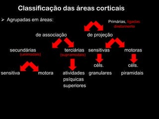 12
Classificação das áreas corticais
Ø Agrupadas em áreas:
de associação de projeção
secundárias terciárias sensitivas motoras
céls. céls.
sensitiva motora atividades granulares piramidais
psíquicas
superiores
Primárias, ligadas
diretamente
(supramodais)(unimodais)
 