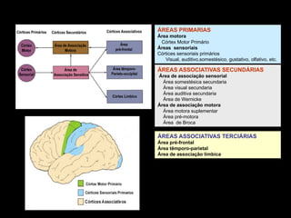 Áreas funcionais do córtex
ÁREAS PRIMARIAS
Área motora
Córtex Motor Primário
Áreas sensoriais
Córtices sensoriais primários
Visual, auditivo,somestésico, gustativo, olfativo, etc.
ÁREAS ASSOCIATIVAS SECUNDÁRIAS
Área de associação sensorial
Área somestésica secundaria
Área visual secundaria
Área auditiva secundaria
Área de Wernicke
Área de associação motora
Área motora suplementar
Área pré-motora
Área de Broca
ÁREAS ASSOCIATIVAS TERCIÁRIAS
Área pré-frontal
Área têmporo-parietal
Área de associação límbica
 