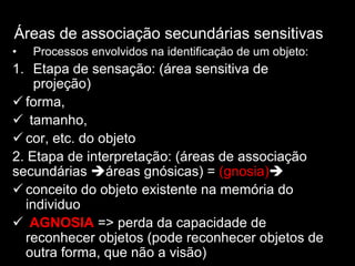 Áreas de associação secundárias sensitivas
• Processos envolvidos na identificação de um objeto:
1. Etapa de sensação: (área sensitiva de
projeção)
ü forma,
ü tamanho,
ü cor, etc. do objeto
2. Etapa de interpretação: (áreas de associação
secundárias èáreas gnósicas) = (gnosia)è
ü conceito do objeto existente na memória do
individuo
ü AGNOSIA => perda da capacidade de
reconhecer objetos (pode reconhecer objetos de
outra forma, que não a visão)
 