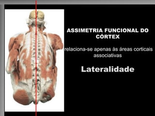 ASSIMETRIA FUNCIONAL DO
CÓRTEX
relaciona-se apenas às áreas corticais
associativas
Lateralidade
 