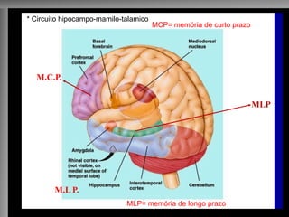 MCP
MLP
M.C.P.
M.L P.
* Circuito hipocampo-mamilo-talamico* Circuito hipocampo-mamilo-talamico
MCP= memória de curto prazo
MLP= memória de longo prazo
 