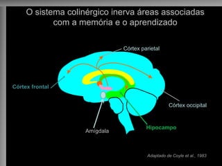 O sistema colinérgico inerva áreas associadas
com a memória e o aprendizado
Adaptado de Coyle et al., 1983
Córtex frontal
Córtex parietal
Córtex occipital
Córtex temporal
Hipocampo
Amígdala
 