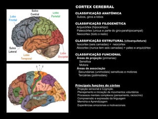 CLASSIFICAÇÃO ANATÔMICA
Sulcos, giros e lobos
CLASSIFICAÇÃO FILOGENÉTICA
Arquicórtex (hipocampo)
Paleocórtex (uncus e parte do giro-parahipocampal)
Neocortex (todo o resto)
CLASSIFICAÇÃO ESTRUTURAL (citoarquitetura)
Isocortex (seis camadas) = neocortex
Alocortex (nunca tem seis camadas) = paleo e arquicórtex
CLASSIFICAÇÃO FUNCIONAL
Áreas de projeção (primarias)
Sensitiva
Motora
Áreas de associação
Secundarias (unimodais) sensitivas e motoras
Terciárias (polimodais)
Principais funções do córtex
Projeção sensorial e Cognição
Planejamento e iniciação de movimentos voluntários
Processos mentais complexos (pensamento, raciocínio)
Compreensão e expressão da linguagem
Memória e Aprendizagem
Experiências emocionais e motivacionais
CORTEX CEREBRAL
 