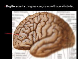 üRegião anterior: programa, regula e verifica as atividades
mentais
 